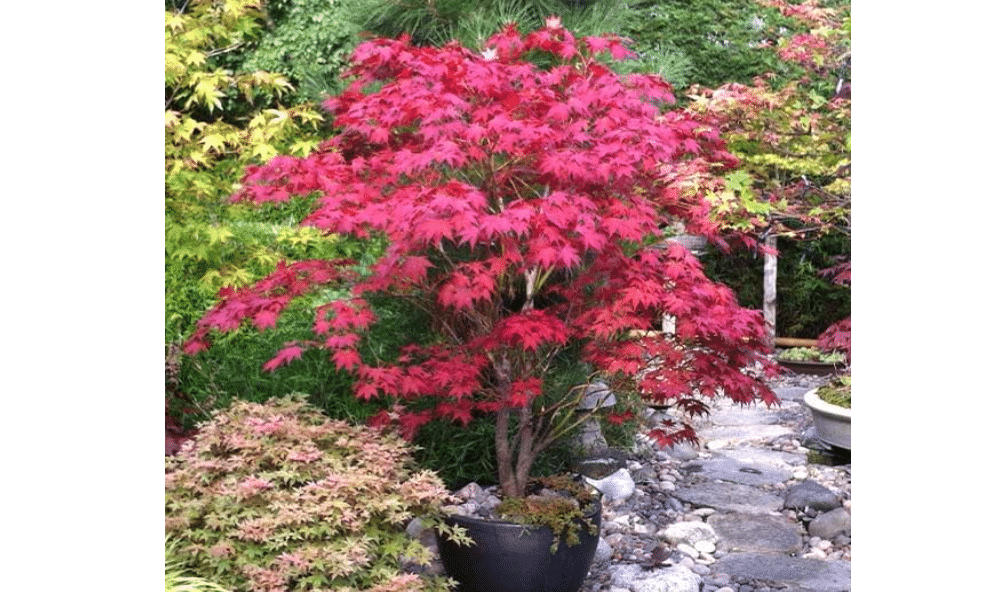 Brighter Blooms Bloodgood Japanese Maple Tree, 3-4 ft. | No Shipping