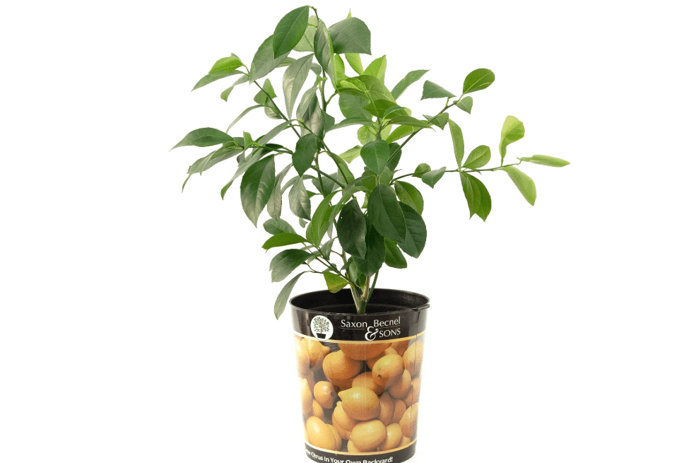 Garden State Bulb Meyer Lemon Tree, Citrus Live Plant (1 Gallon Growers Pot)