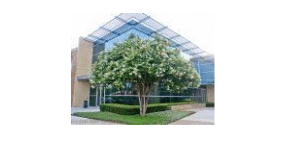 Natchez Crape Myrtle Tree – Quart Containers, 6-12 inches Tall | Fast-Growing, White Flowering Live Plant for Outdoor Landscape, Garden & Patio
