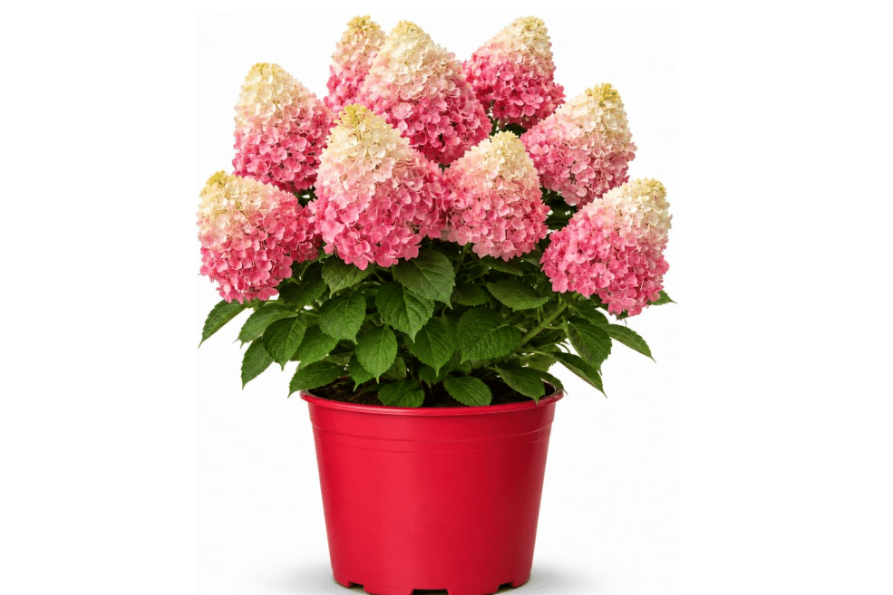 Vanilla Strawberry Hydrangea Tree – Live Flowering Shrub, Hardy Hydrangea Bush with Large Pink & White Blooms, Easy to Grow Ornamental Plant for Garden