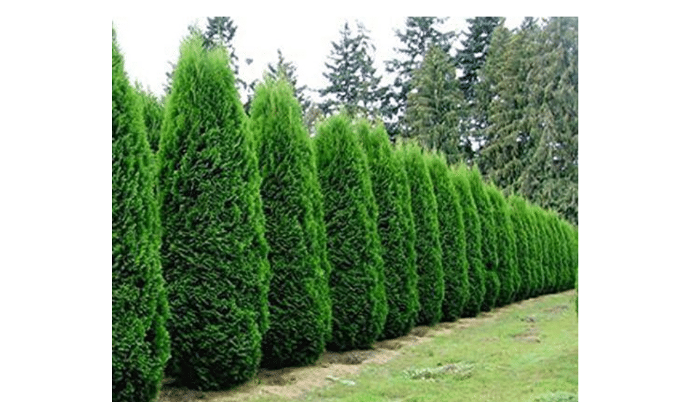 (4) - Emerald Green Arborvitae (Thuja) - Live Plant