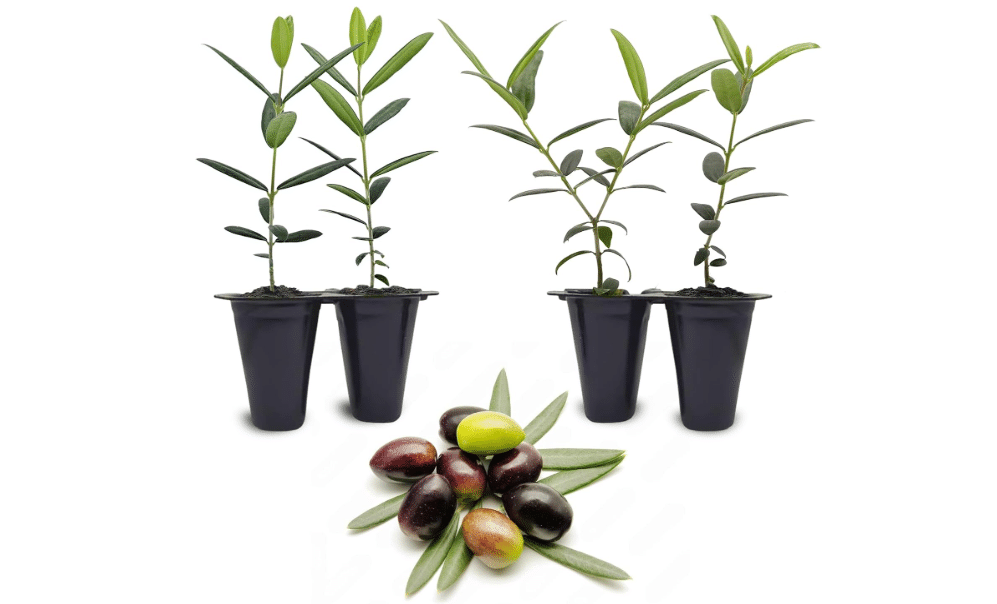 Olive Tree Arbequina (4 Pack) Real Olea Europaea | Easy to Grow Plants | Great Gift for Celebrations | Grow Your own Food on Your Edible Organic Garden