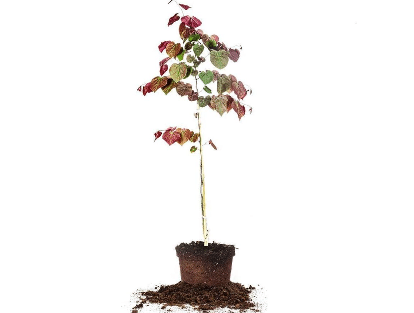 Perfect Plants Forest Pansy Redbud Tree, 3-4 ft, Live Plant | Rose-purple blooms in early spring before red-purple heart-shaped leaves emerge, zones