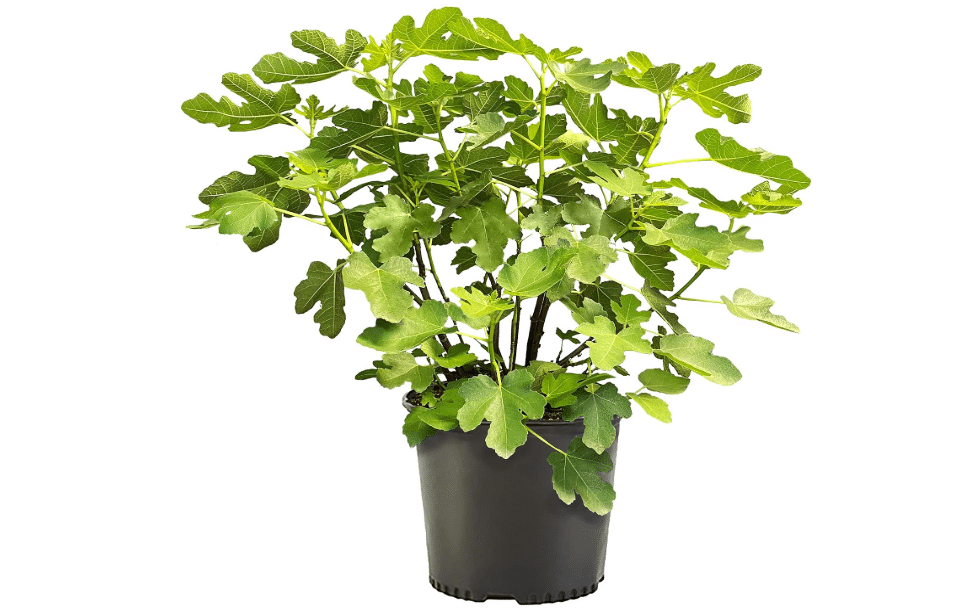 Fig 2.25 Gal. Brown Turkey Shrub