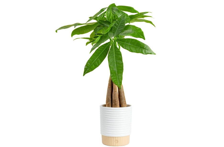Costa Farms Money Tree Live Indoor Plant, Easy Care, Pet Safe, Decor Pot | Braided good luck tree, low maintenance houseplant & pet-friendly. Stands