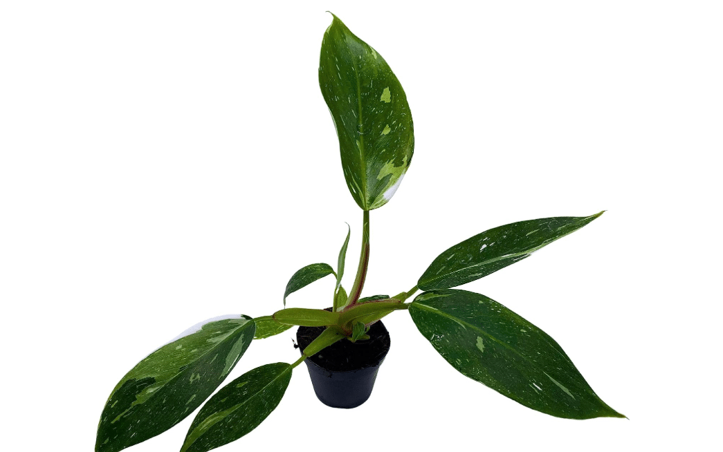BubbleBlooms White Knight Philodendron, Philodendron Erubesens
