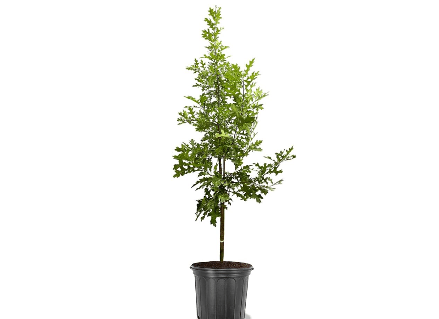  Northern Red Oak Tree, Vibrant Foliage, Deciduous, Tall, Acorn Producing, 5 gal, Nursery Pot (Due to Agricultural