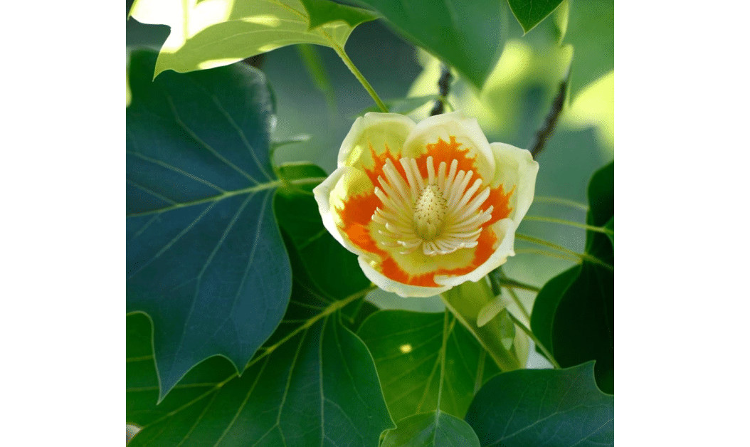  12-24” Tall Tulip Poplar Tree, Liriodendron tulipifera Bare Root 1-2 Year