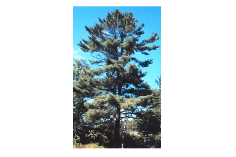  Pinus strobus: Eastern White Pine Seeds