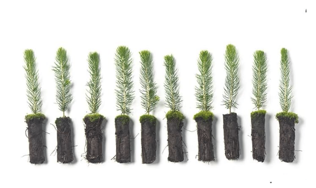  Arbor Day Foundation Colorado Blue Spruce Tree Plug Seedlings | 6"-12" | Outdoor