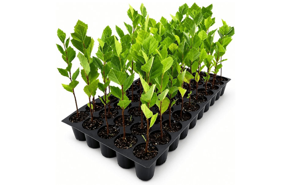  American Sycamore | 3 Live Trees | Platanus occidentalis | Fast-Growing Shade Plants | Privacy Enhancing Greenery for Expansive