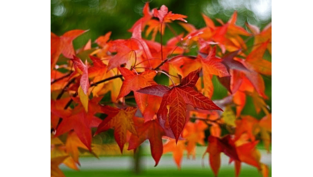  American Sweetgum Tree 12-18" Tall Live Plant - Liquidambar styraciflua