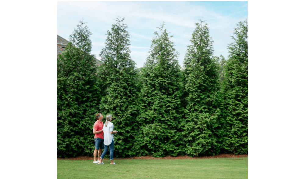 Brighter Blooms Thuja Green Giant Arborvitae, 5-6 ft. | Tall Evergreen Trees for Instant Privacy! - Oversize Arborvitae Thuja Green Giants | Cannot Ship