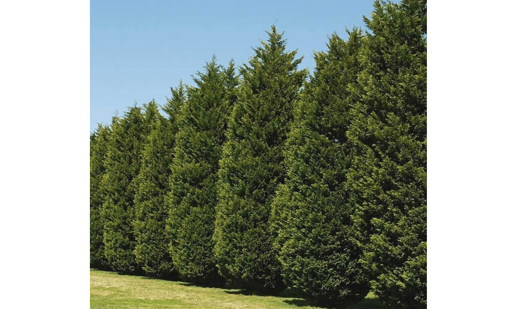 Leyland Cypress Tree, Fast-Growing Privacy Screen, Evergreen