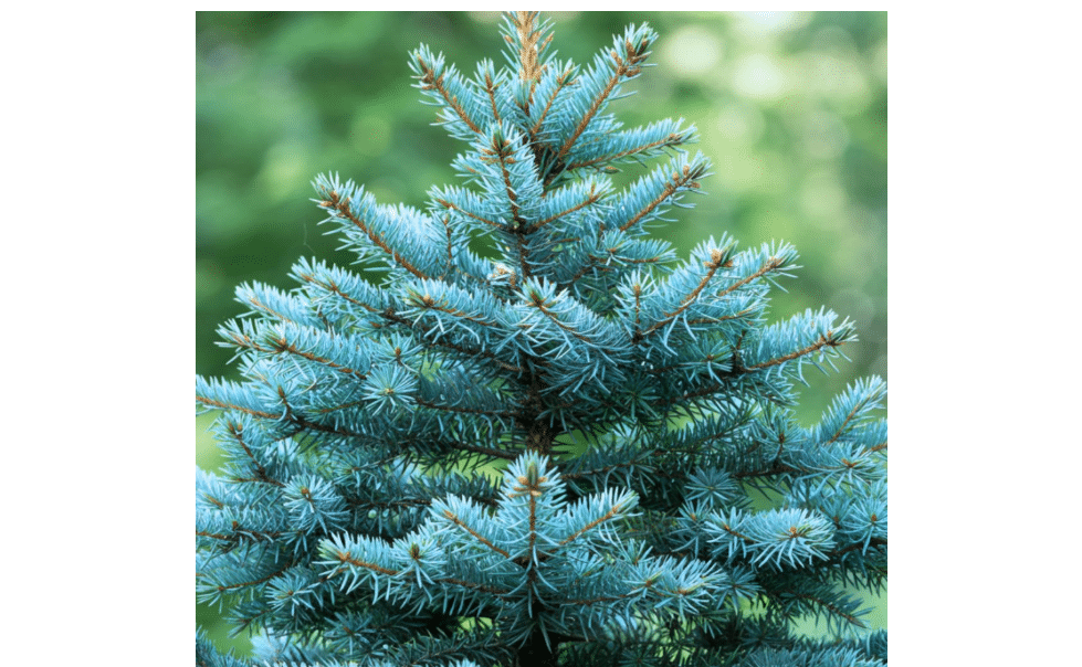 100 Blue Spruce Seeds for Planting | Colorado Blue Spruce, Picea pungens glauca | Attractive Trees fro Privacy or Landscaping