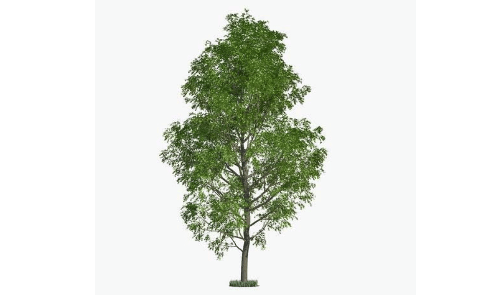 10 Hybrid Poplar Tree Cuttings | Fast Growing, Shade or Privacy Trees, Attractive, Good for Environment