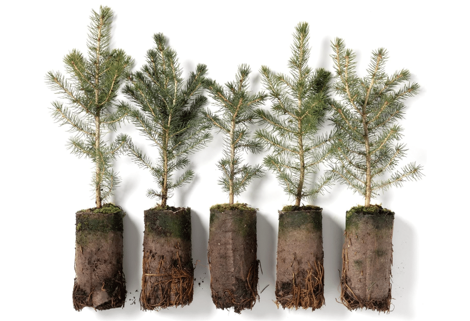 Norway Spruce Jumbo Tree Seedling Plug | 12"-18" | Arbor Day Foundation
