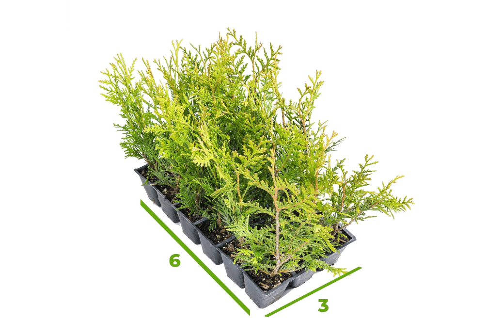 Perfect Plants Emerald Green Arborvitae 18-Cell Liner Pack | Low Maintenance Privacy Hedge Plant | Fast Growing Hardy