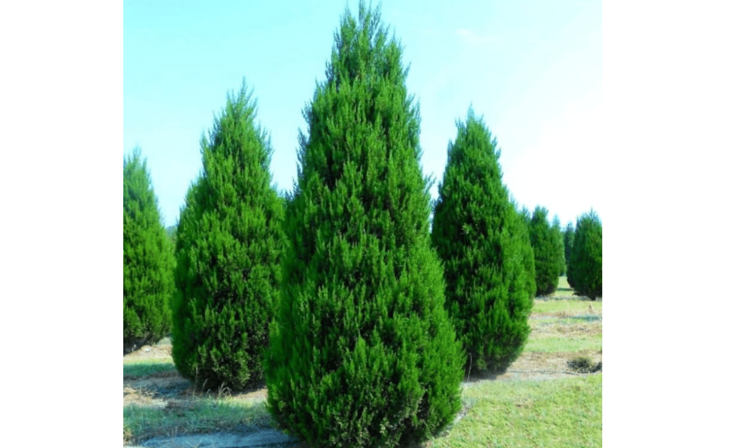 2 Eastern Red Cedar Trees - 12-18" Tall Live Plants - Redcedar Juniper Evergreen Cedars - Privacy Screen Shrubs