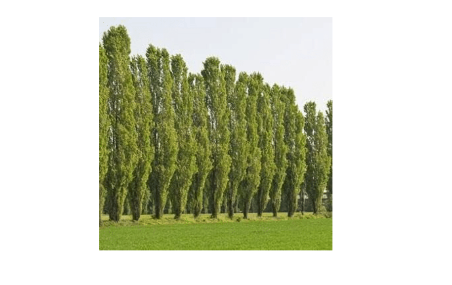 Lombardy Poplar Trees for Planting - Great for Privacy, Wind Block, Fast Growing Trees