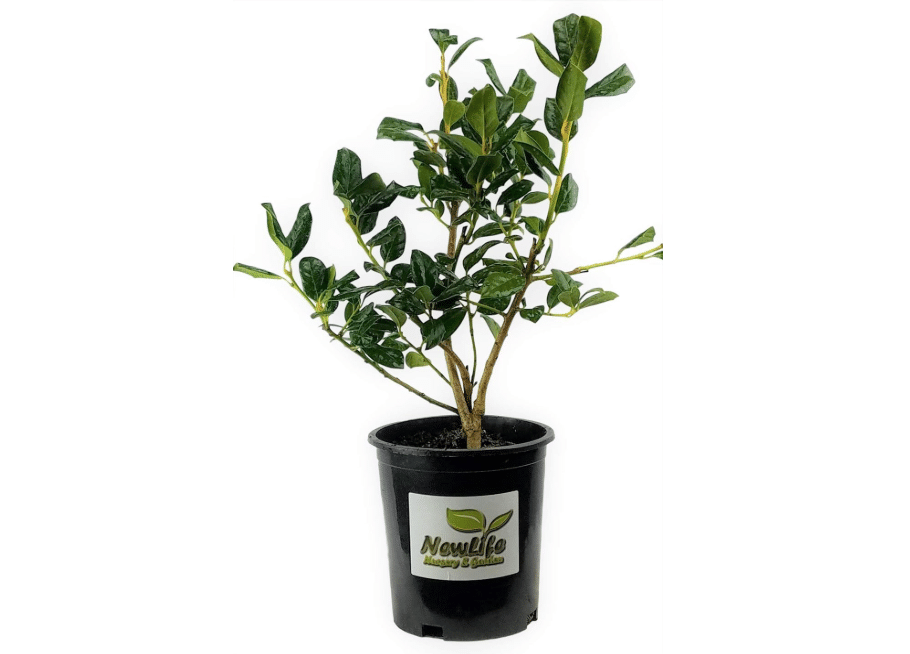 Nellie R. Stevens Holly Tree - Live Plant