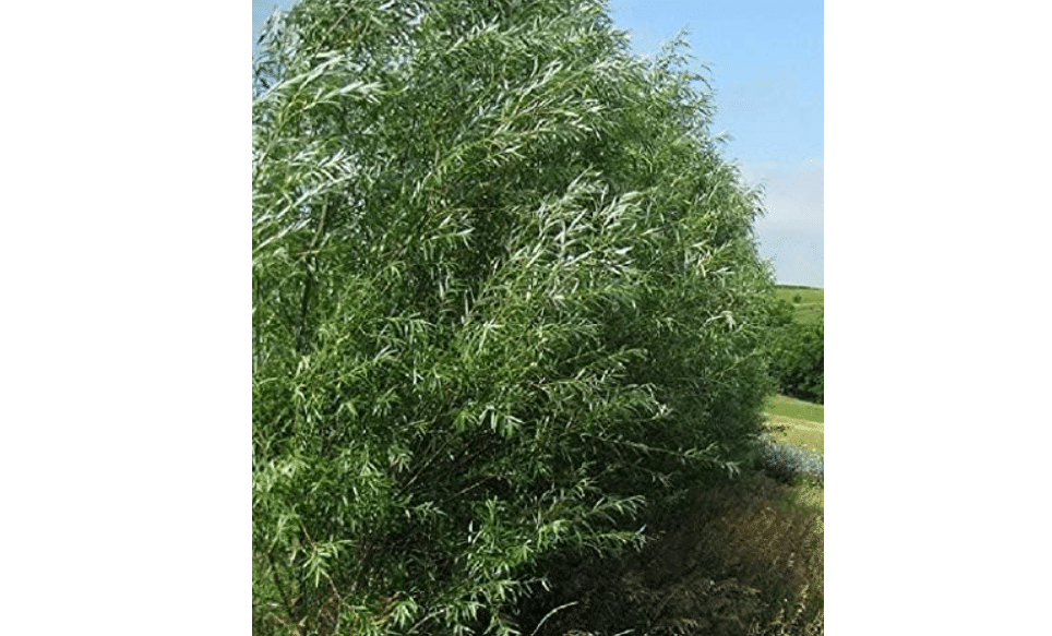 24 Jumbo Hybrid Willow Tree Cuttings - Approx 10 inches Tall, 5/8 in- 1+ Inch Thick Root Stock - Fast Privacy Shade Trees