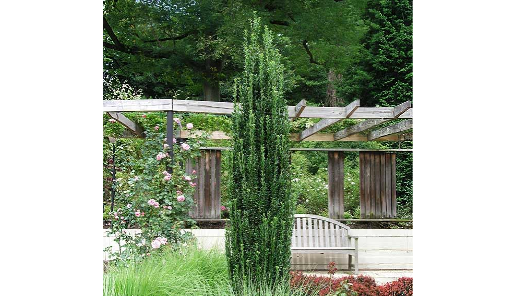 Brighter Blooms Sky Pencil Holly Tree
