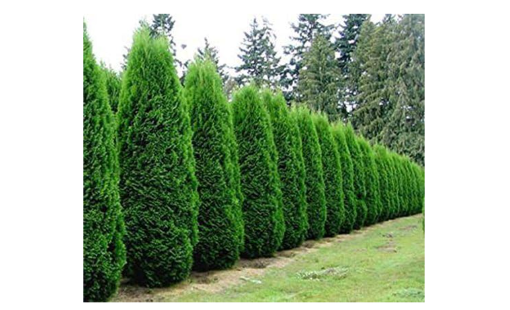 Emerald Green Arborvitae (Thuja) - Live Plant