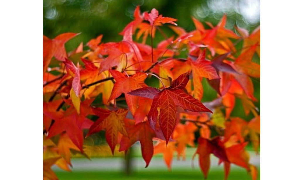 American Sweetgum Tree 12-18" Tall Live Plant - Liquidambar styraciflua