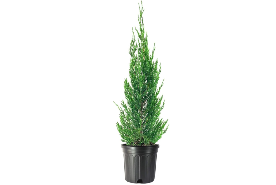 Spartan Juniper | 2 Large Trade Gallon Size Trees | Juniperus Chinensis | Live Evergreen Privacy Screening Plant
