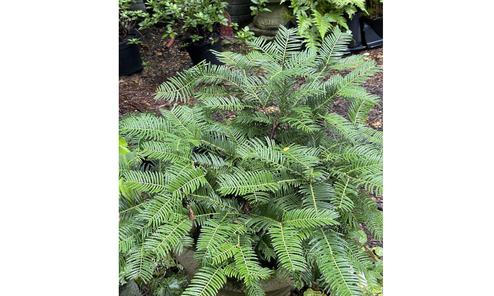 Japanese Plum Yew (Cephalotaxus harringtonia 'Prostrata')