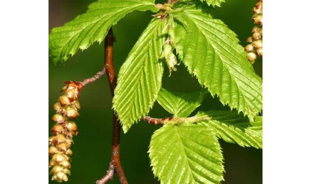 Carpinus betulus (European Hornbeam) Tree Seed, Attractive Foliage and hop-Like Fruit Clusters, You Choose The Quantity (10 Packs
