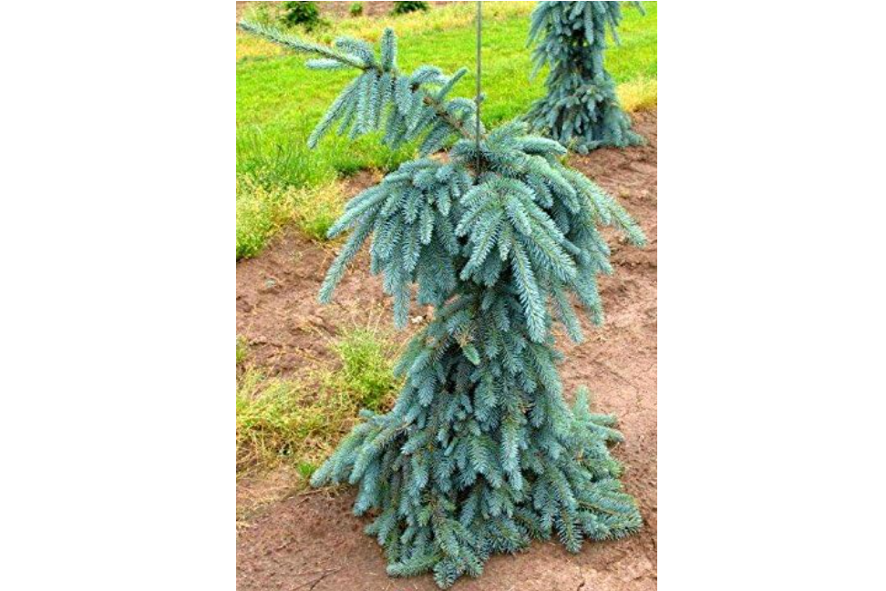 Weeping Colorado Blue Spruce - Picea pungens 'The Blues' - 2 - Year Plant