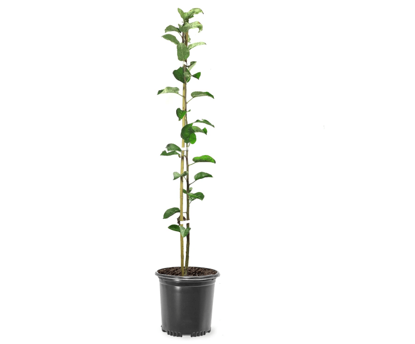 
Honey Crisp Live Apple Tree, Red-Yellow Color, 1 gal Nursery Pot | Sweet Tart Flavor, 2-3 ft. Tree Height, Cannot Ship to CA, AZ, AK, or HI