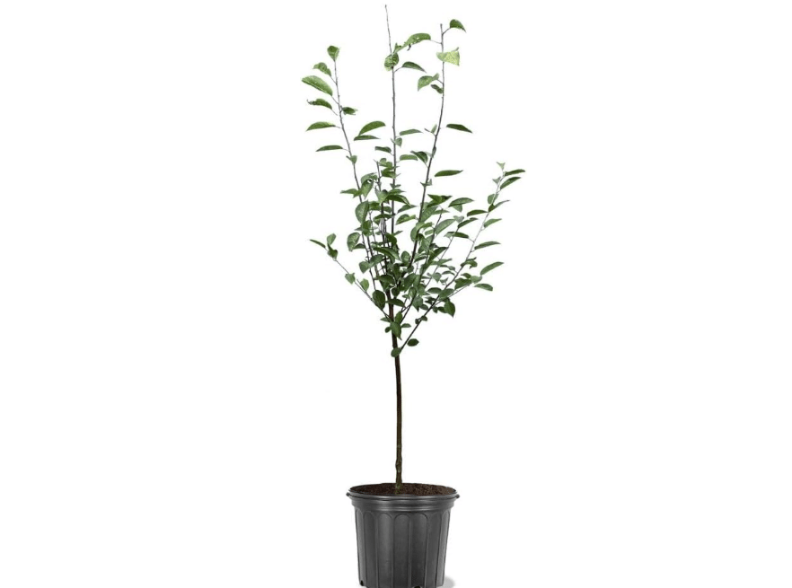 
Generic BingCherry Tree, 5 gal | Sweetest Cherry, Generous Harvest, Vibrant Fruit, Hardy, Nursery Pot