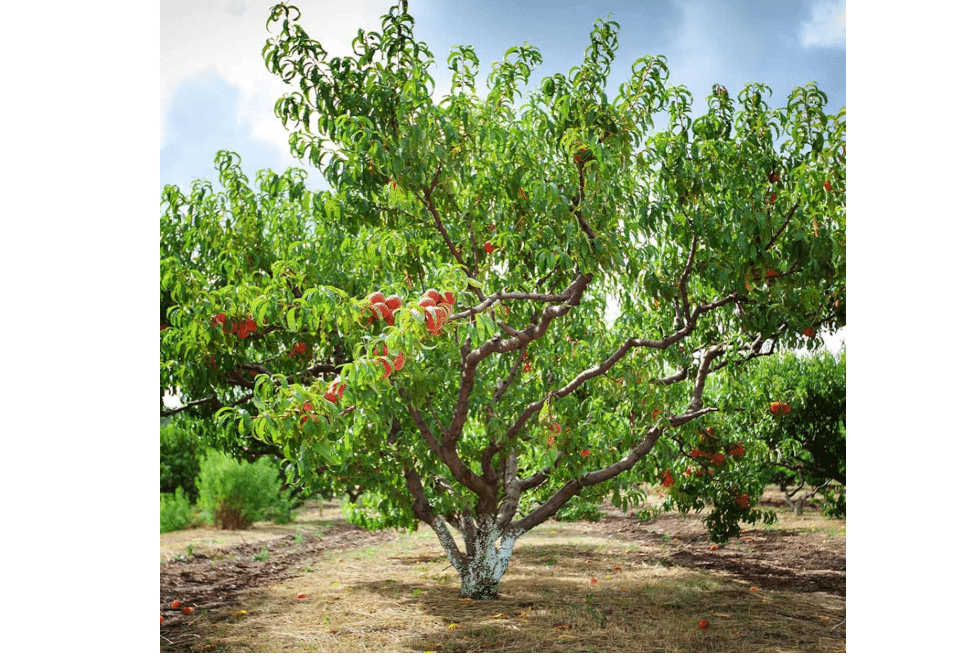 
Brighter Blooms Reliance Peach Tree, 3-4 ft. | No Shipping 