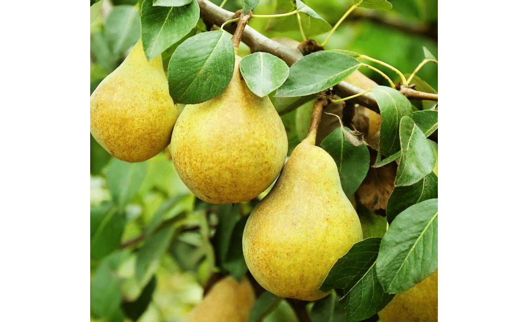 
Bartlett Pear Tree, Classic, Sweet, Juicy Fruit for Every Garden, 7 gal. Nursery Pot, 4-5 ft Tall (Due to Agricultural Laws