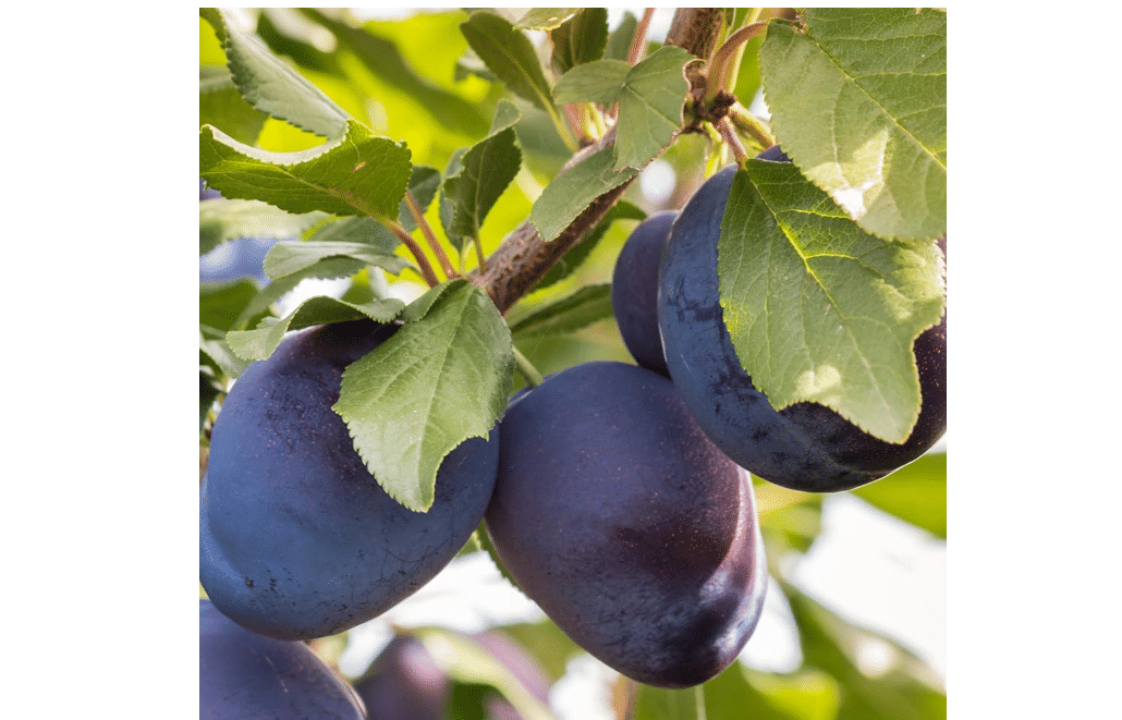 
Stanley Plum Tree, Classic, 2-3 ft, 5 gal. Grower Pot | Sweet-Tart European Plum, Rich Flavor, Ideal for Preserving