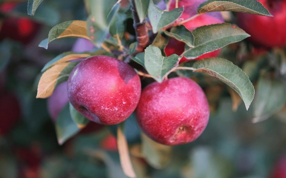 
Kauffman Orchards Fresh Cortland Apples, Non-Waxed, Box of 8 Apple