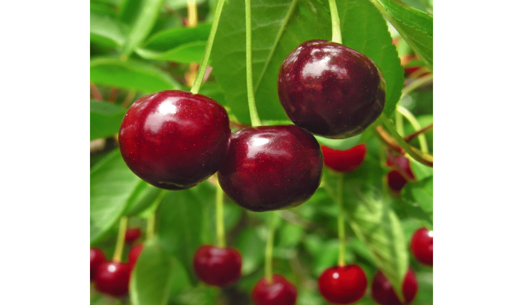 
Brighter Blooms Stella Cherry Tree, 3-4 ft. | No Shipping to AK