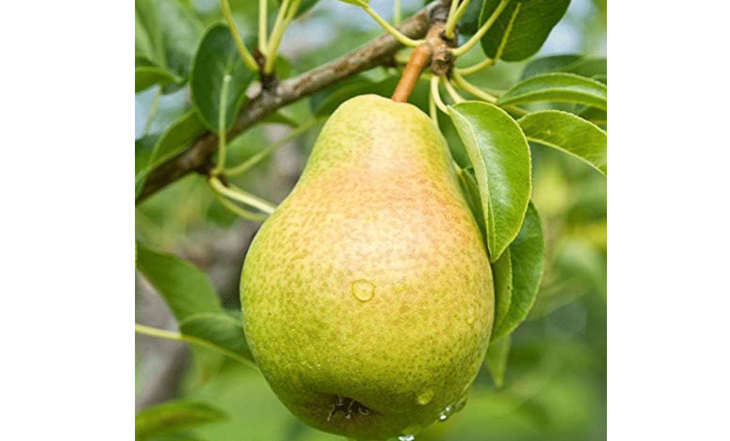 
Bartlett Pear Tree - Live Fruit Plant Shipped 5 to 6 Feet Tall by DAS Farms