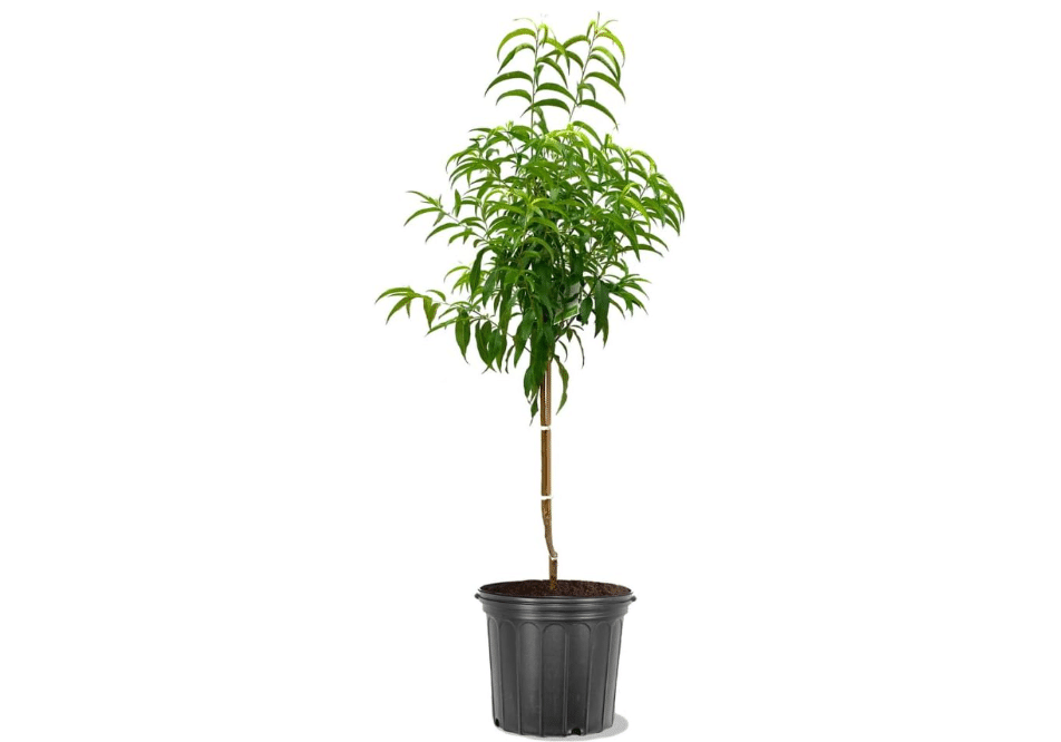 
Red Haven Peach Tree, Freestone, Heavy-Bearing, Self-Pollinating, Deciduous, 5 gal Nursery Pot (Due to Agricultural Laws, we Cannot Ship 