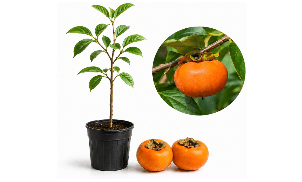 
American Persimmon Tree Live Plant, 6-12 Inch Tall in Quart Pot, Cold-Hardy Edible Landscape Starter, Deciduous Shade 