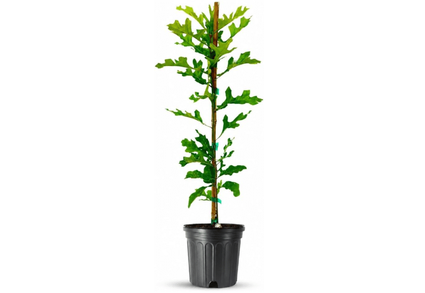 
Shumard Red Oak | 1 Large Trade Gallon Size Pot | Quercus Shumardii | Shade Tree | Fast-Growing Landscape Plants