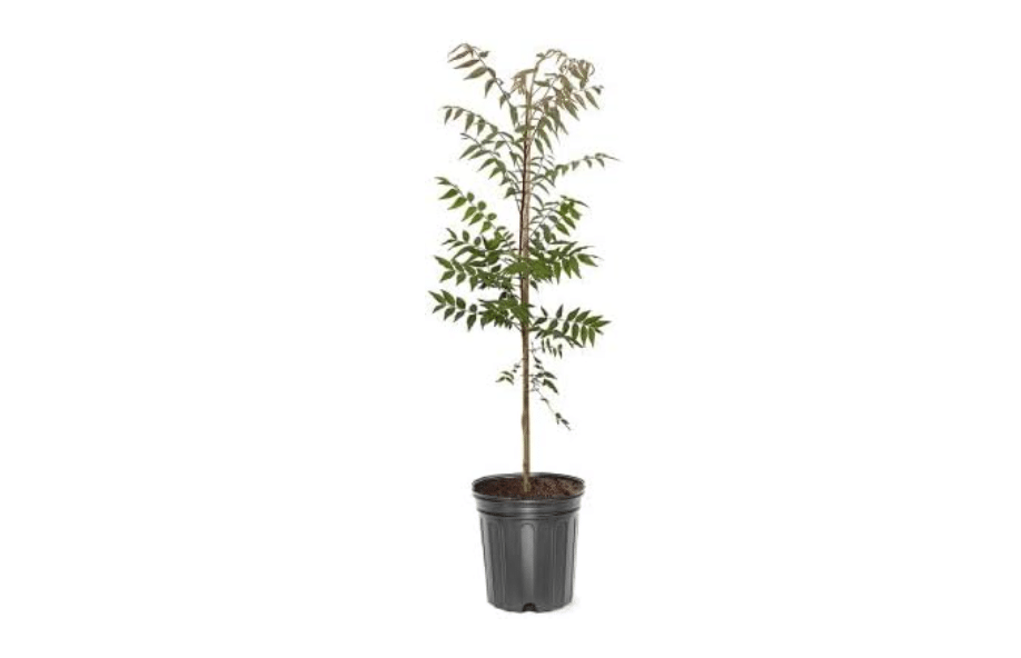
Chinese Pistache Shade Tree, 1-2 ft, 1 gal Pot | Deciduous, Drought Tolerant, Hardy, Medium Sized, Medium Growth Rate