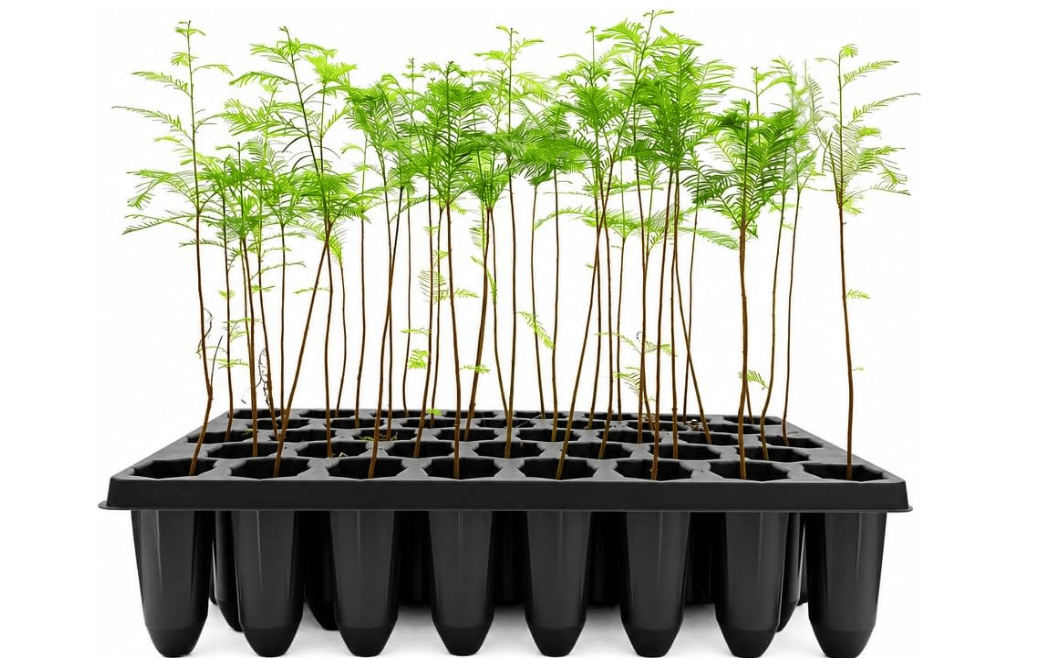 
Bald Cypress Taxodium Distichum | 3 Live Plants | Fast Growing Tree, Wetland Tolerant, Deciduous, Ornamental Foliage, Shade Provider, Landscaping Favorite