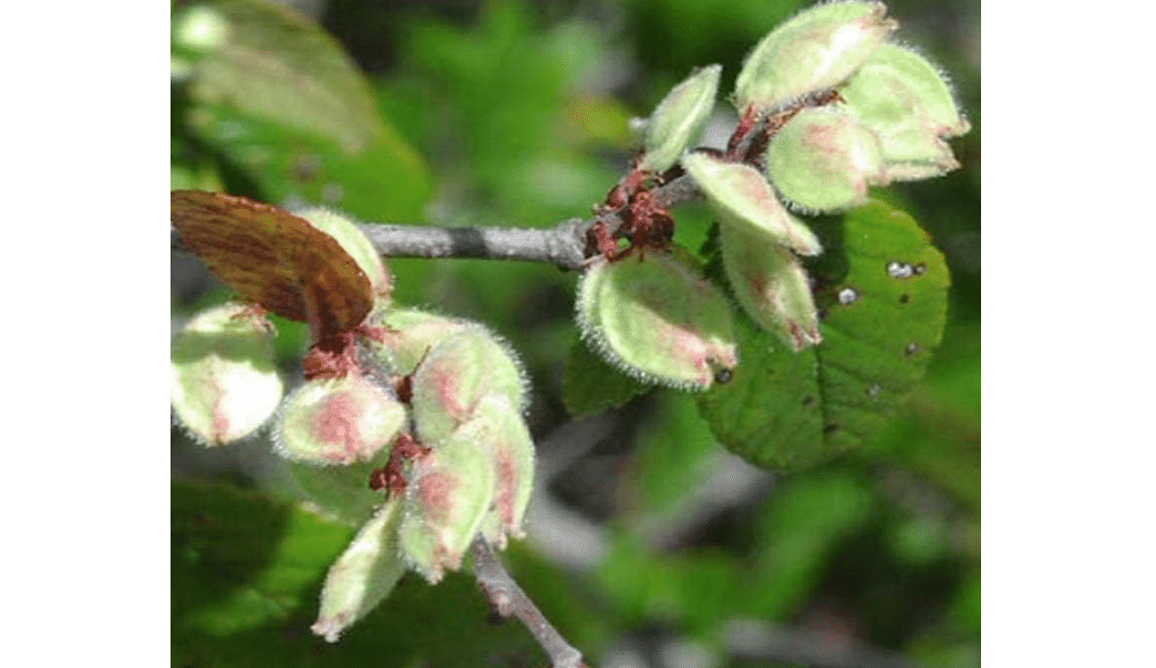 
Ulmus crassifolia (Cedar Elm) Tree Seed, Dark Green Leaves, Turn Bright Yellow, red, Brown in Fall, Yellowish-Green Flowers, You Choose The Quantity