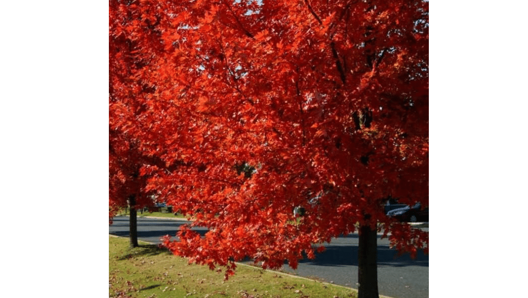 
Autumn Blaze Maple Tree - 1 Gallon, Established Roots Potted - Acer x Freemanii, Fast Growing
