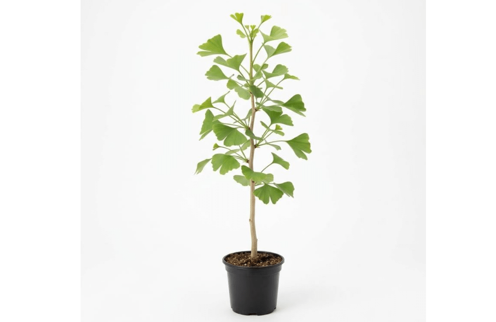 
Ginkgo Biloba Tree Live Plant, Vigorous Maidenhair Shade Tree Starter, Sturdy Cold-Hardy Deciduous Plant with Brilliant