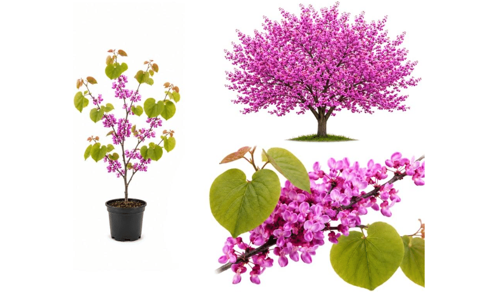 
Live Eastern Redbud Tree for Planting, 6-10 Inch Tall in Quart Pot, Beautiful Ornamental Redbud for Home, Garden, Yard & Outdoor Landscaping